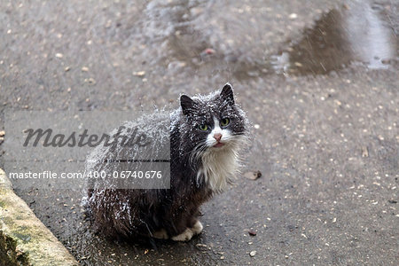 Homeless cat sitting on the street in the snow