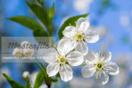 White blossoming twig of cherry tree (macro)