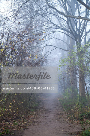 path between trees with dense fog