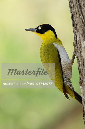 beautiful male Black-headed Woodpecker(Picus erythropygius) at Huay Kha Khaeng Wildlife Sanctuary,Thaland