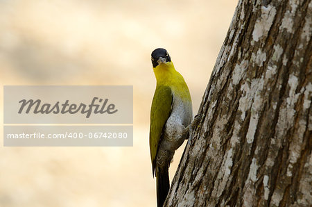 beautiful female Black-headed Woodpecker(Picus erythropygius) at Huay Kha Khaeng Wildlife Sanctuary,Thaland