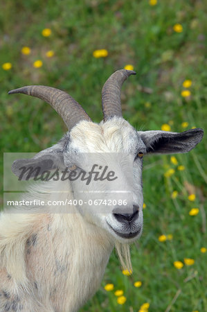 White goat with long horns stands in a field of green grass and yellow flowers.