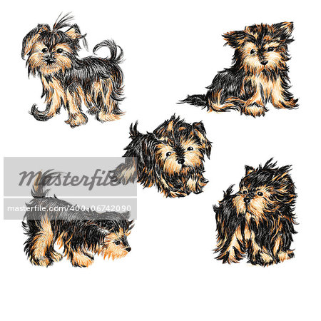 Vector set - puppies of breed a Yorkshire terrier