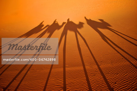 Unparalleled experience of walking through the red sands, for its huge sand dunes, camel rides to camp and sleep under the full moon