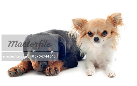 portrait of a purebred puppy rottweiler and chihuahua in front of white background