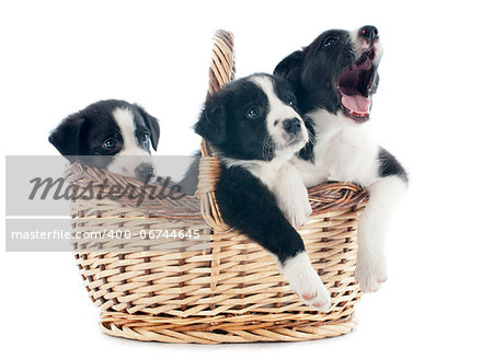 portrait of puppies border collies in a basket in front of white background