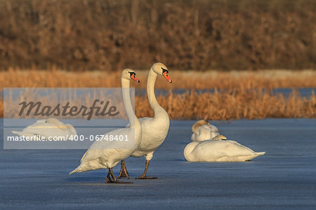 Whooper Swan (Cygnus cygnus) on lake.  Location: Comana Natural Park, Romania