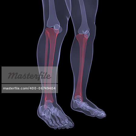 X-ray of human legs. Render on a black background