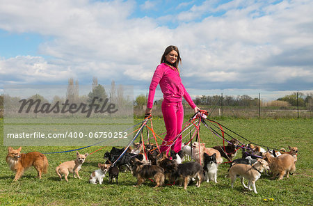 portrait of a woman and a large group of chihuahuas