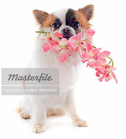 portrait of a cute purebred  puppy chihuahua with orchid  in front of white background
