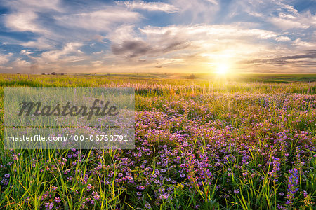 Summer landscape with flower meadow and majestic clouds in the sky on sunrise