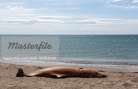 The victim Bottlenose dolphin lies on the coast