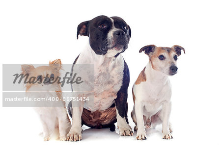 portrait of a staffordshire bull terrier, chihuahua and jack russel terrier in front of white background
