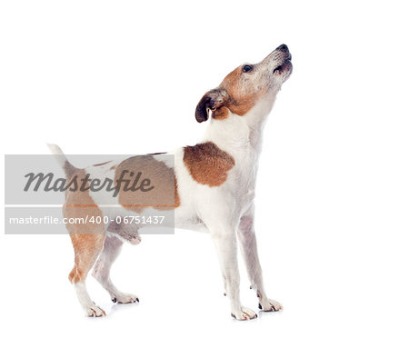 portrait of a barking jack russel terrier in studio