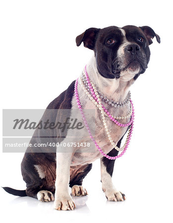 portrait of a staffordshire bull terrier and pearl collar in front of white background