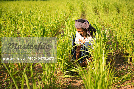 Traditional Asian male farmer working in corn field