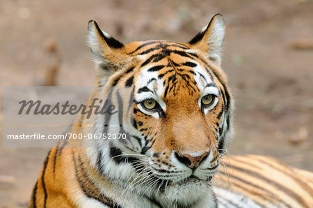 Portrait of a Siberian tiger (Panthera tigris altaica) in a Zoo, Germany