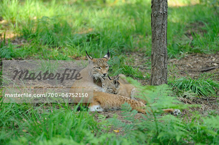Eurasian lynx (Lynx lynx) mother with her cub in the forest, Hesse, Germany
