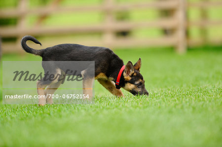 German Shepherd Dog youngster in a meadow, bavaria, germany