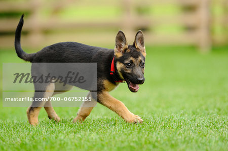 German Shepherd Dog youngster in a meadow, bavaria, germany