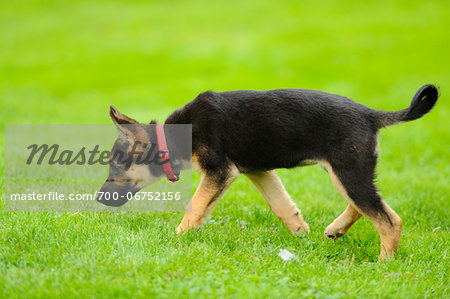 German Shepherd Dog youngster in a meadow, bavaria, germany