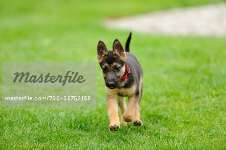 German Shepherd Dog youngster in a meadow, bavaria, germany