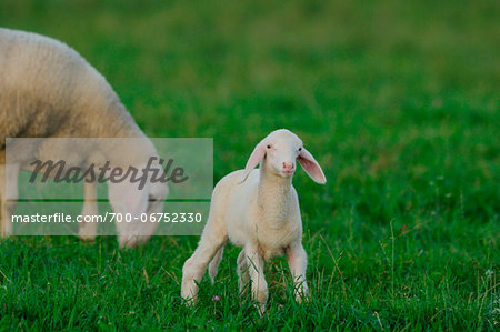 Sheep (Ovis aries) mother with young lamb in a meadow in autumn, bavaria, germany