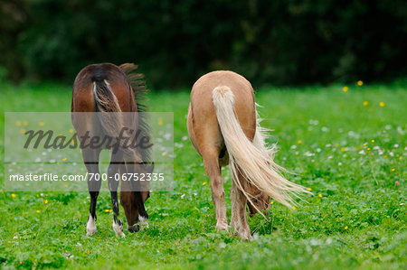 Welsh Ponys grazing on a meadow, Bavaria, Germany