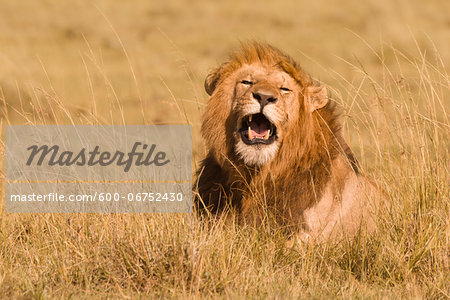 Male African Lion (Panthera leo) in Tall Grass, Maasai Mara National Reserve, Kenya, Africa