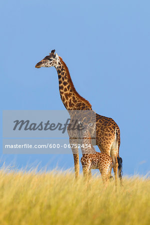 Masai Giraffe (Giraffa camelopardalis tippelskirchi), Mother with Calf, Maasai Mara National Reserve, Kenya, Africa