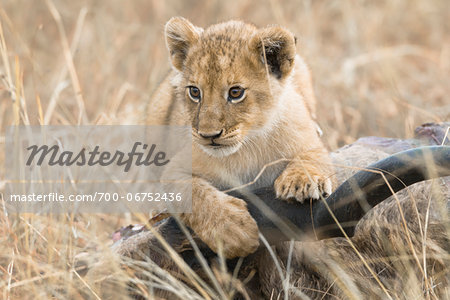 Lion cub (Panthera leo) and eland kill, Masai Mara National Reserve, Kenya, Africa.