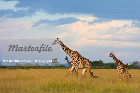 Masai giraffes (Giraffa camelopardalis tippelskirchi), Maasai Mara National Reserve, Kenya, Africa. Masai giraffes (Giraffa camelopardalis tippelskirchi), Maasai Mara National Reserve, Kenya, Africa.