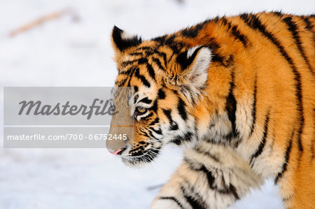 Siberian tiger (Panthera tigris altaica) cub in winter time in a Zoo, Germany