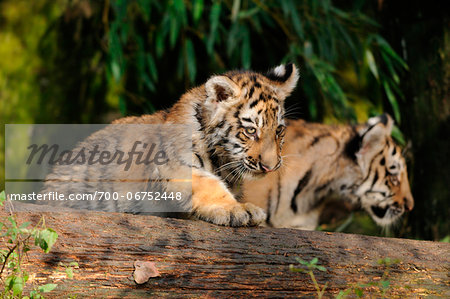 Siberian tiger (Panthera tigris altaica) cubs in a Zoo, Germany Siberian tiger (Panthera tigris altaica) cubs in a Zoo, Germany
