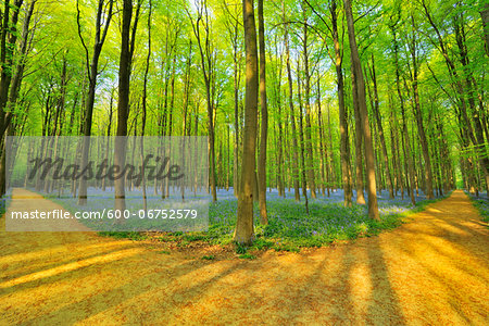 Forked Path through Beech Forest with Bluebells in Spring, Hallerbos, Halle, Flemish Brabant, Vlaams Gewest, Belgium