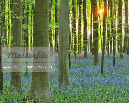 Sun through Beech Forest with Bluebells in Spring, Hallerbos, Halle, Flemish Brabant, Vlaams Gewest, Belgium