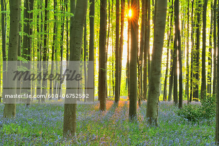 Sun through Beech Forest with Bluebells in Spring, Hallerbos, Halle, Flemish Brabant, Vlaams Gewest, Belgium