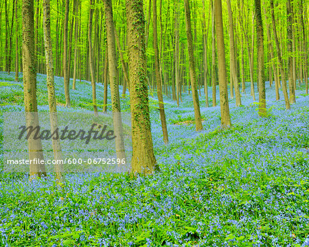 Beech Forest with Bluebells in Spring, Hallerbos, Halle, Flemish Brabant, Vlaams Gewest, Belgium