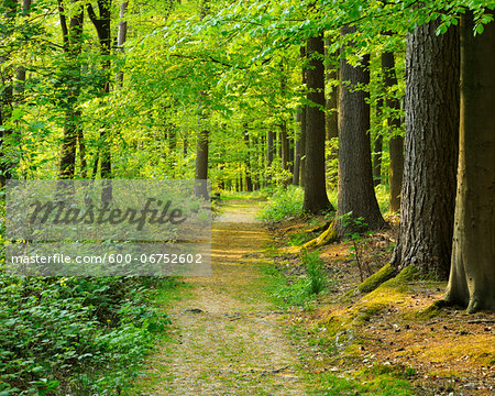 Path through Forest in Spring, Hallerbos, Halle, Flemish Brabant, Vlaams Gewest, Belgium