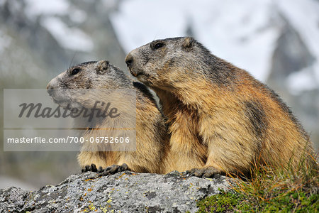 Alpine Marmots, Marmota marmota, Hohe Tauern National Park, Grossglockner High Alpine Road, Carinthia, Austria, Europe