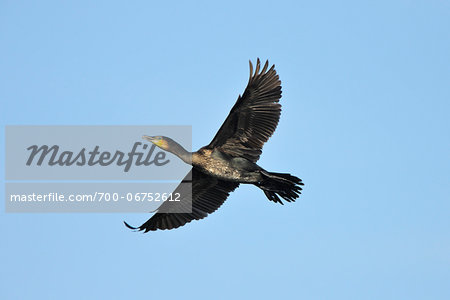Great Cormorant, Phalacrocorax carbo, in flight, Spring, Franconia, Bavaria, Germany, Europe