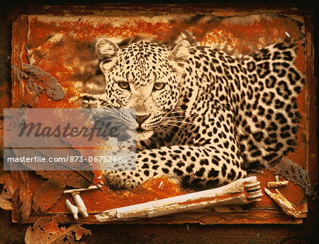 Collage of Leopard with Bones and Leaves