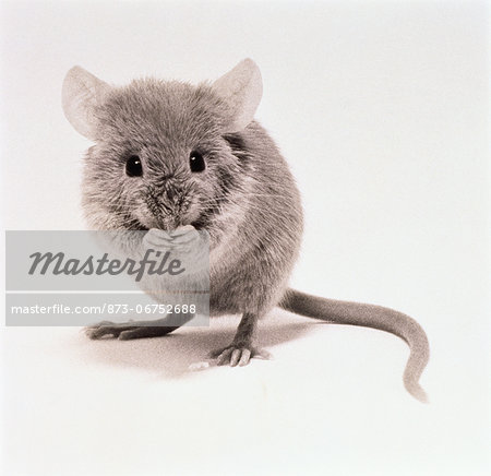 Portrait of Mouse Holding Food To Mouth