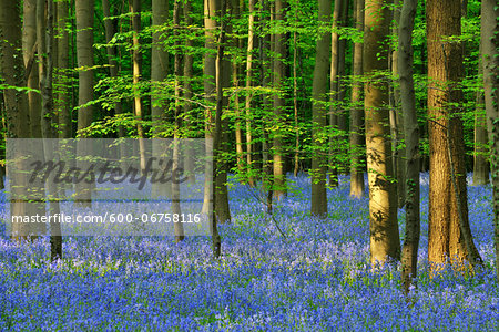 Beech Forest with Bluebells in Spring, Hallerbos, Halle, Flemish Brabant, Vlaams Gewest, Belgium