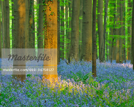 Beech Forest with Bluebells in Spring, Hallerbos, Halle, Flemish Brabant, Vlaams Gewest, Belgium