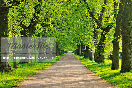 Lime Tree Avenue in Spring, Aschaffenburg, Bavaria, Spessart, Germany