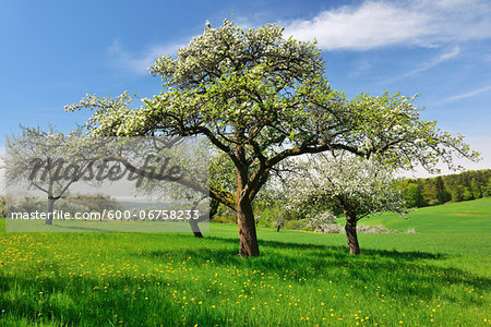 Blooming Apple Trees in Spring, Moenchberg, Spessart, Bavaria, Germany