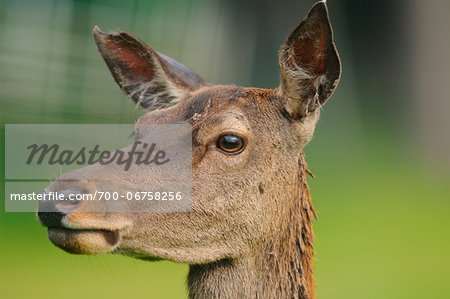 Portrait of a Red deer (Cervus elaphus) female, Bavaria, Germany