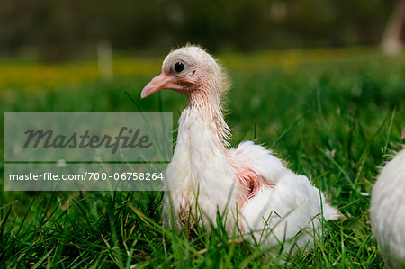 Homing pigeon youngster in a meadow, Bavaria, Germany