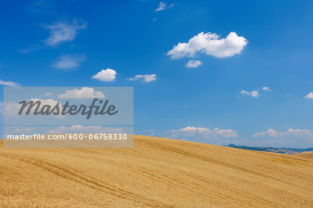 Wheat Field with Puffy Clouds in Sky in Summer, Val d Orcia, Siena Province, Tuscany, Italy